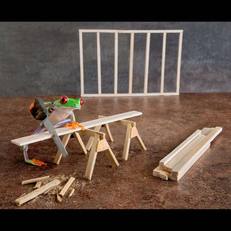 Carpenter Frog