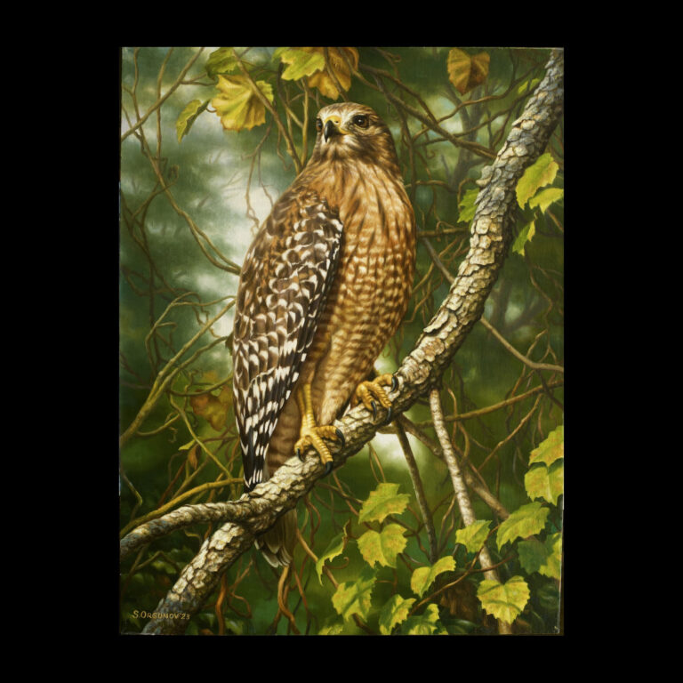 Red - shouldered Hawk