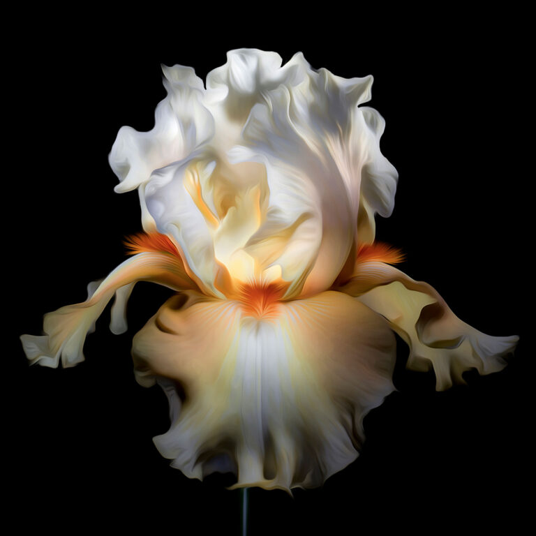 Frappe Bearded Iris